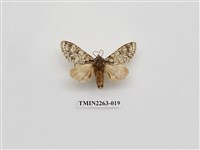 藏品(夙舟蛾屬)的圖片